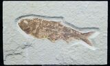 Knightia Fossil Fish - Wyoming #7592-1